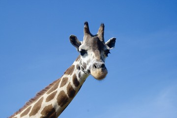 Giraffe Nahaufnahme