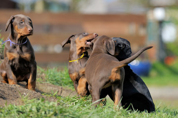 Dobermannwelpen
