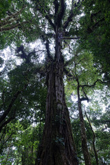 Cloud Rainforest of Monteverde in Costa Rica