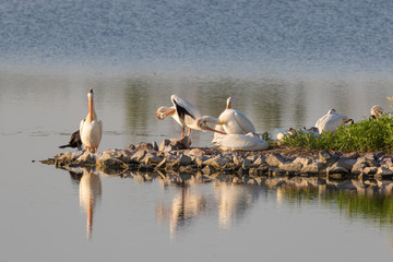 American White Pelicans