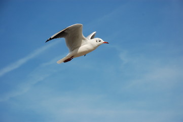 Möwe mit Kondensstreifen..........