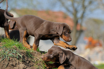 Dobermannwelpen
