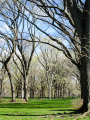 Green grass, leafless trees in Central Park