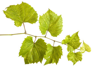 young vine grapes. isolated on white background