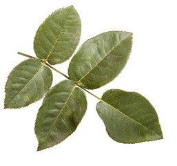 green leaf rose. Isolated on white background