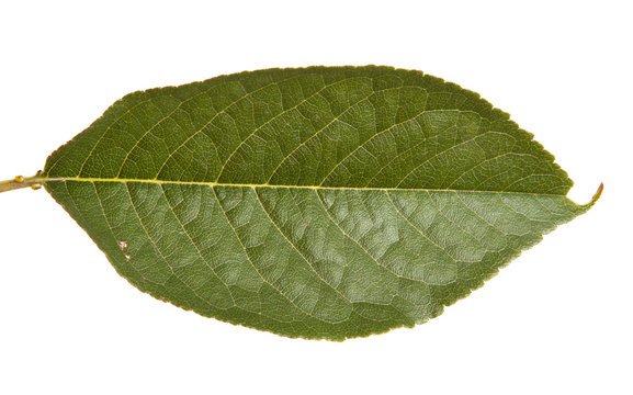 cherry tree leaf isolated on white background