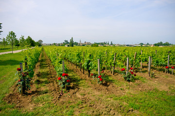 Fototapeta na wymiar Wineyards of Saint-Emilion, France