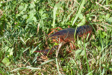 gambero d'acqua dolce