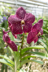 Red orchid on green leaves background