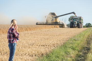 Fototapeta premium Combine harvester and tractor harvesting wheat in wheatfield