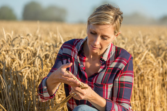 Female Farmer Analysing Wheat Crop