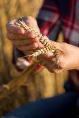 female farmer analyzing wheat crop - 117598500