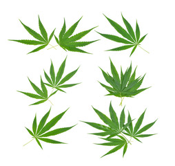 marijuana  leaf on white background