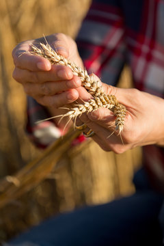 female farmer analyzing wheat crop