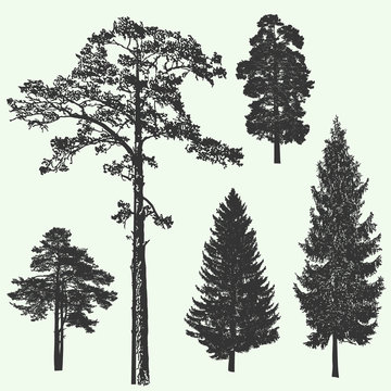 Vintage forest tree design template. Vector illustration