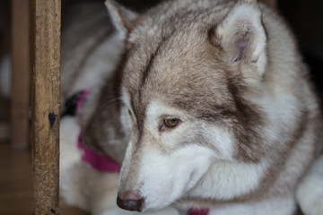 Sadness Dog Siberian Husky was waiting for his owner