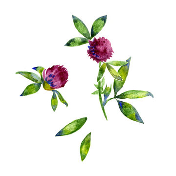 Watercolor red clover, shamrock wild field flower isolated