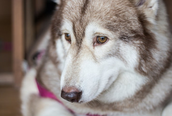Sadness Dog Siberian Husky was waiting for his owner