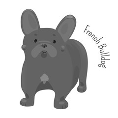 French bulldog isolated on white.