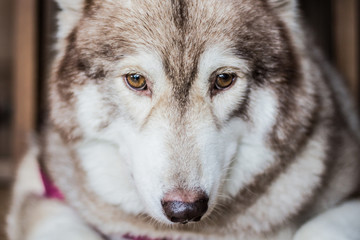 Sadness Dog Siberian Husky was waiting for his owner, Close up on face
