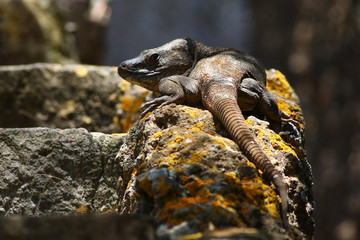 Gran Canaria giant lizard  large endemic reptile species resting