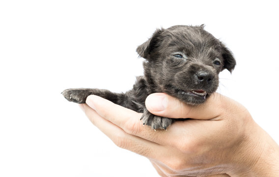 Hand hold cute baby dog black color on white background