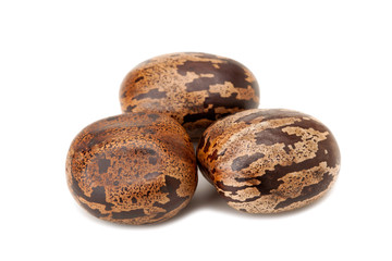 brown rubber seed