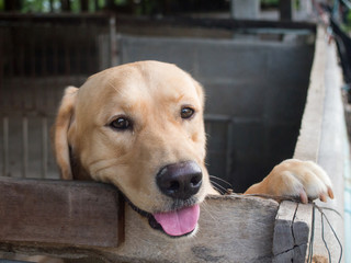 Brown dog stood behind the stall