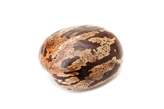 brown rubber seed
