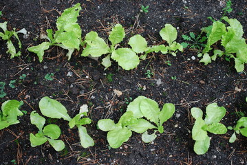Young green lettuce grown in the garden. Agriculture.