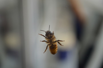 Biene Bee
