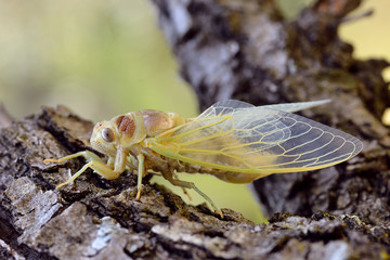 Macro of young cicada (Lyristes plebeja) coming out of his exuviae, on branch seen from profile