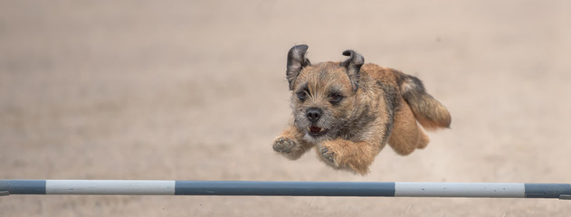 Border Terrier jumps over an agility hurdle. Sized to fit for cover image on popular social media...