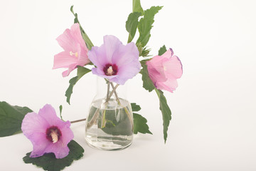 Pink and violet  hibiscus syriacus flowers, rose of Sharon