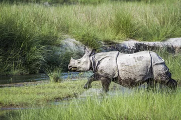 Papier Peint photo Lavable Rhinocéros Greater One-horned Rhinoceros in Bardia national park, Nepal