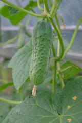 Fresh green cucumber in the greenhouse