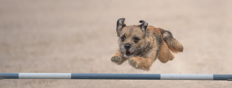 Border Terrier jumps over an agility hurdle. Sized to fit for cover image on popular social media site