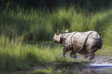 Naklejka premium Greater One-horned Rhinoceros in Bardia national park, Nepal