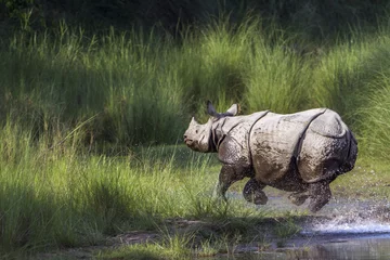 Crédence de cuisine en verre imprimé Rhinocéros Plus grand rhinocéros à une corne dans le parc national de Bardia, Népal