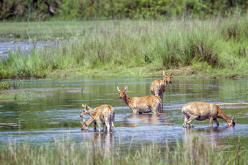 Swamp Deer in Bardia national park, Nepal