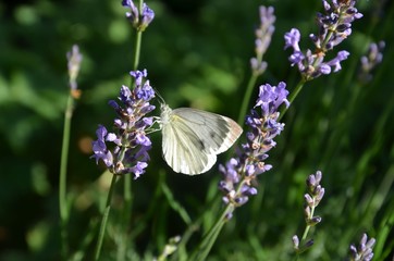 Schmetterling landet auf Lavendel - Kohlweißling