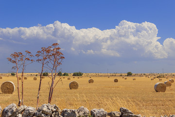 Summer landscape.Alta Murgia Nationa Park:straw bales in harvested corn fields. - (Apulia) ITALY