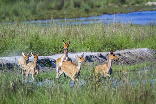 Bardia Bilder Durchsuchen 1,169 Archivfotos, und