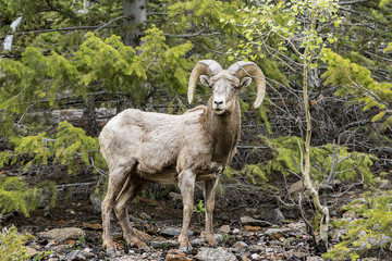 Obraz na płótnie Canvas A male Rocky Mountain Big Horn Sheep.