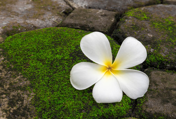 Plumeria flower on stone green moss