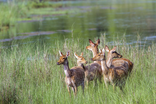 Fototapeta Swamp Deer in Bardia national park, Nepal