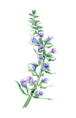 Wildflower watercolor illustration