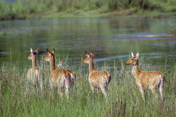 Swamp Deer in Bardia national park, Nepal