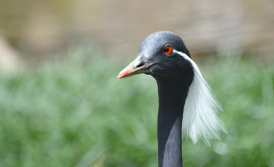 Dark colored bird stares behind camera