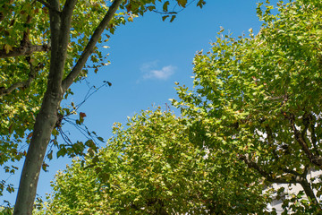 Persée vers le ciel